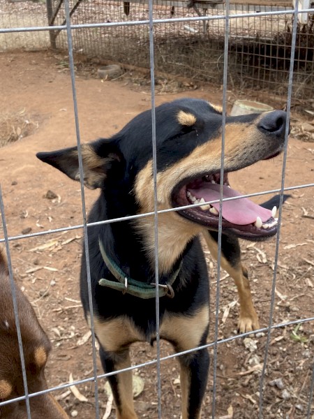 Working Kelpie Dogs