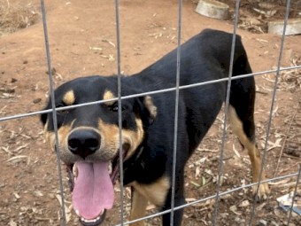 Working Kelpie Dogs