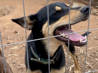 Working Kelpie Dogs