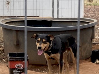 Working Kelpie Dogs