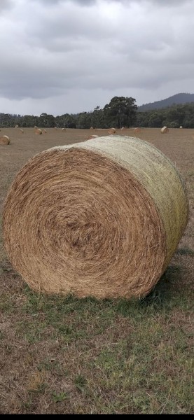 30 x Rye Clover Pasture Hay 5x4 Rolls