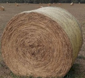 30 x Rye Clover Pasture Hay 5x4 Rolls