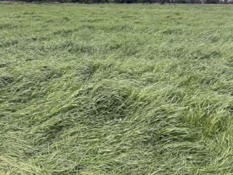 60mt Rye & Clover hay 8x4x3 bales