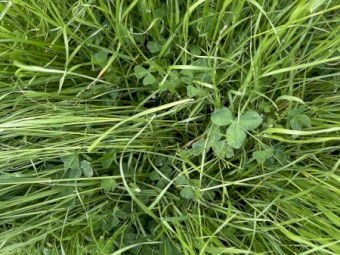 60mt Rye & Clover hay 8x4x3 bales