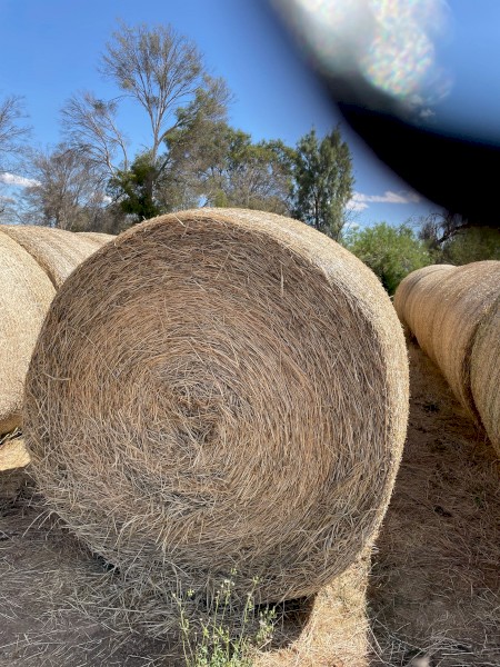 100 x Barley and Lucerne Hay Round Bales