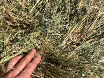 100 x Barley and Lucerne Hay Round Bales