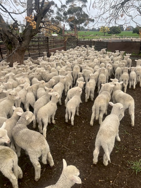 Merino Ewes with Lambs at foot