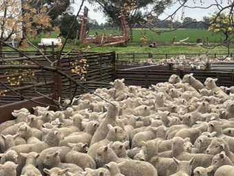 Merino Ewes with Lambs at foot