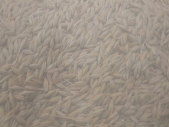 EOI Feed Barley