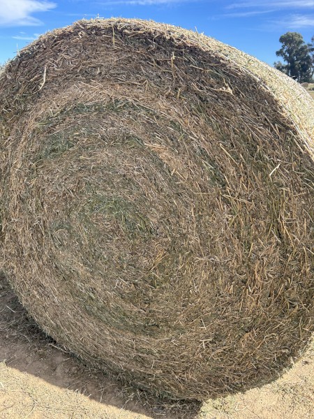 170mt Benetas Vetch Hay 5x4 Round Bales