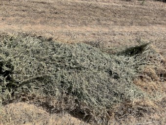 170mt Benetas Vetch Hay 5x4 Round Bales