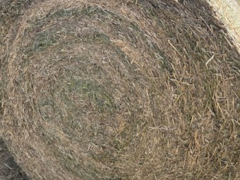 170mt Benetas Vetch Hay 5x4 Round Bales