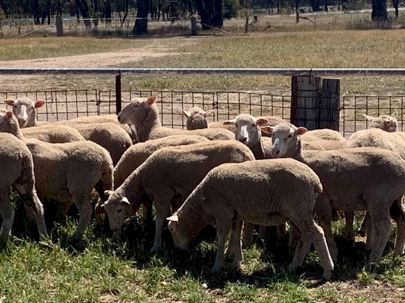 First cross ewe lambs 