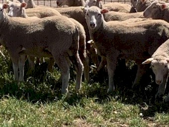First cross ewe lambs 