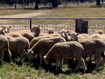 First cross ewe lambs 