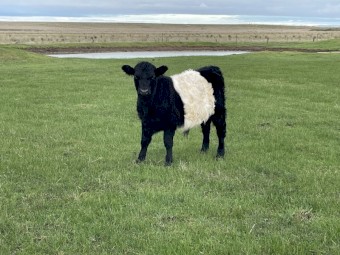 Belted Galloway bull