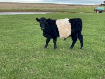 Belted Galloway bull