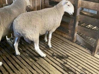 Border Leicester Rams