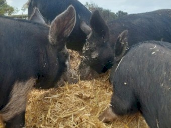 BERKSHIRE PIGLETS
