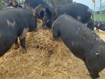 BERKSHIRE PIGLETS