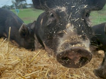 BERKSHIRE PIGLETS