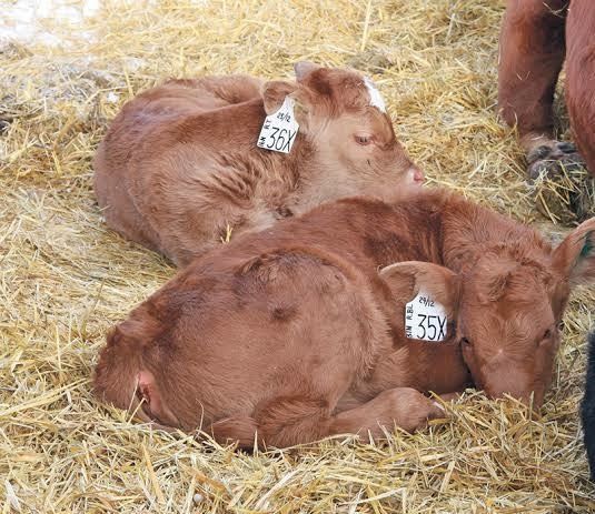 WANTED Red Angus Potty Calves