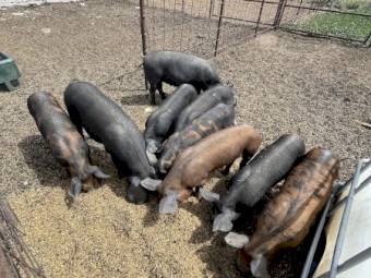 Pigs