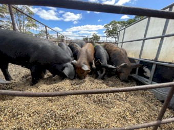 Pigs