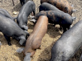 Pigs