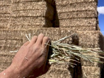 1000mt Wheaten Hay 670kg 8x4x3 Bales