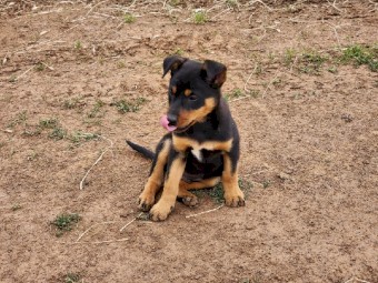 Kelpie pups