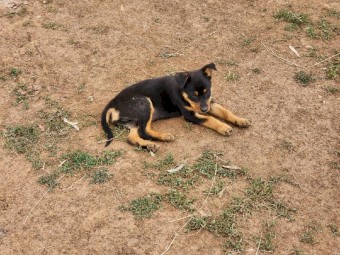 Kelpie pups