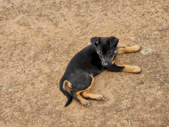 Kelpie pups