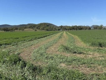 Lucerne 4x4 Rounds 3rd Cut