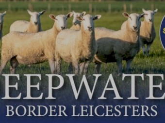 Border Leicester Rams 