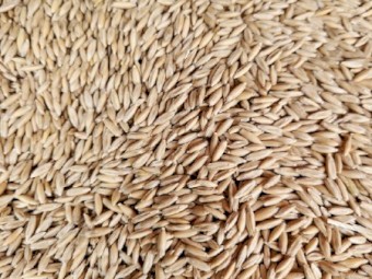 30mt Archer Oats