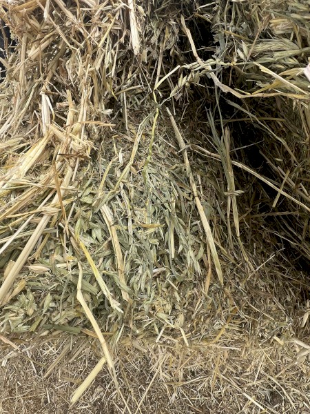 Vetch & Oat hay