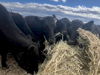 Vetch & Oat hay