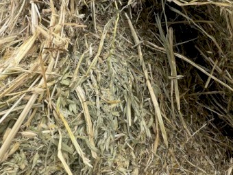 Vetch & Oat hay