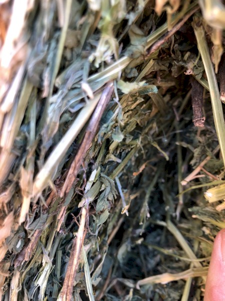 80 x Lucerne Hay 540kg 8x4x3 Bales