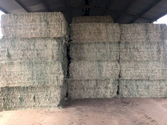 80 x Lucerne Hay 540kg 8x4x3 Bales