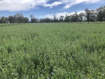 80 x Lucerne Hay 540kg 8x4x3 Bales