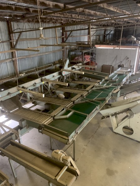 EDP vegetable sorting and packing line