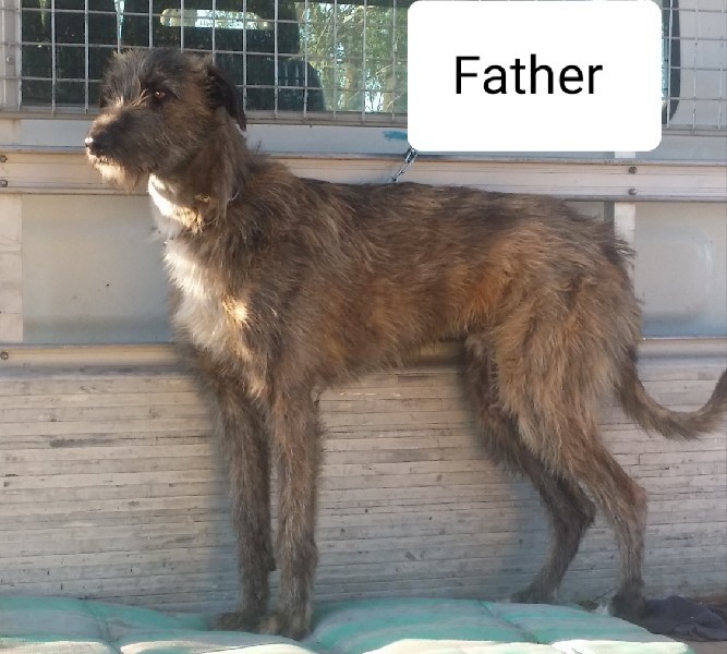 Staghound pups for sale 