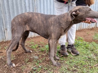 Staghound pups for sale 