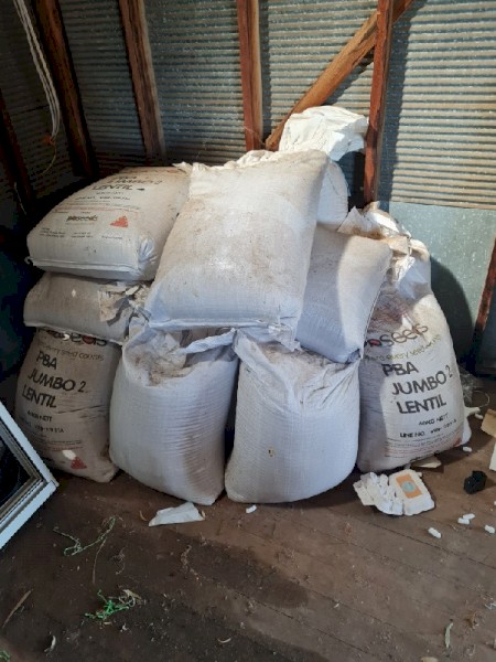 Brand new certified jumbo 2 seed