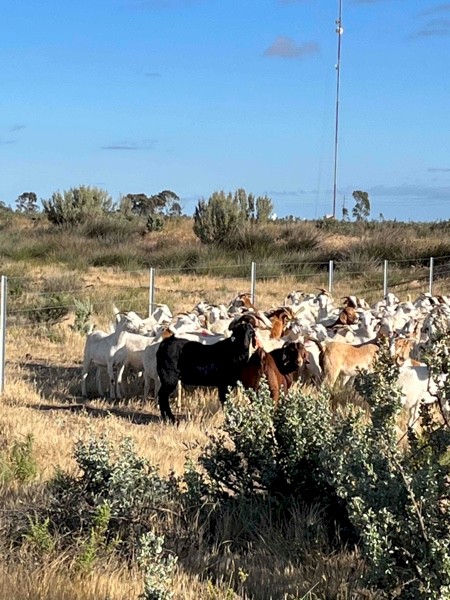 Boer X Goats