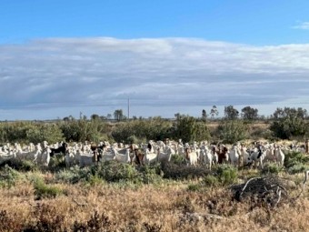Boer X Goats