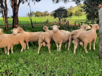 Poll Dorset Flock Rams