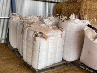 Barley